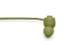 BAGIS OLIVE - BAGIS OLIVE